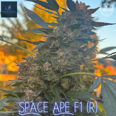Space Ape F1 (Apesh*t Kush F3 x White OG F3) 10 Regular Seeds