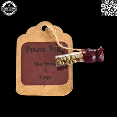 Sunken Treasure Seeds Power Purp Front2 IG