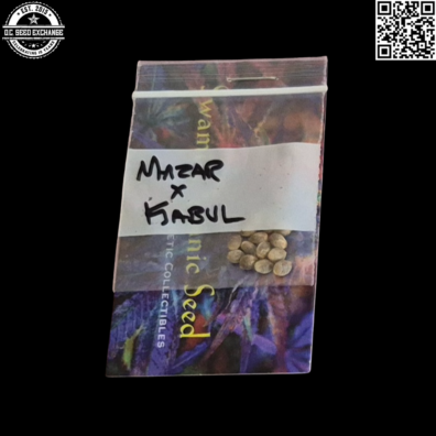 Swami Organic Seeds Mazar x Kabul 12 Regular Seeds