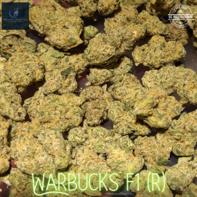 Warbucks F1 (Platinum Kush Mintz x White OG F3) 10 Regular Seeds