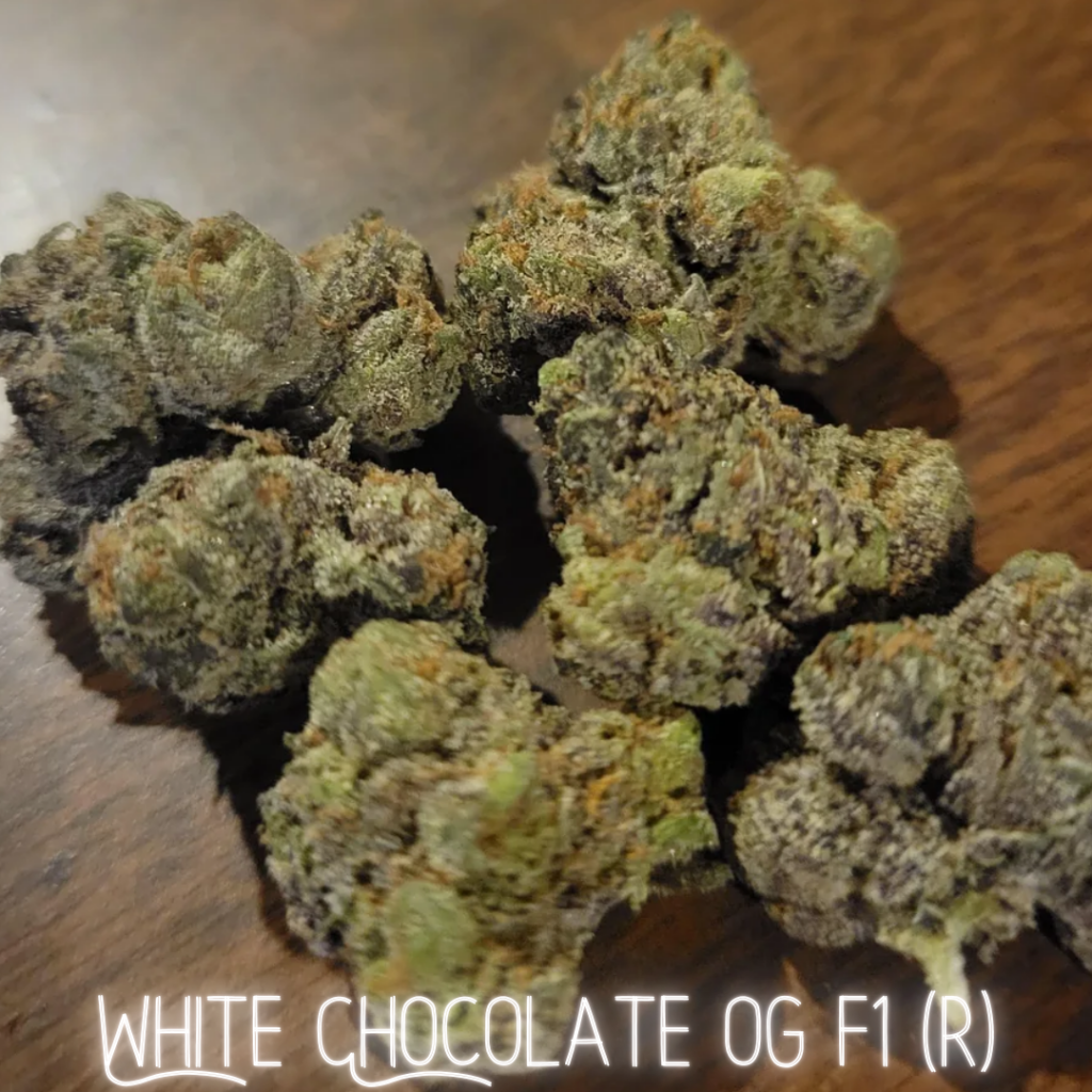 Image result for White Chocolate OG F2 (CoCo Nibbles x White OG F3) 5 Regular Seeds - DCSE