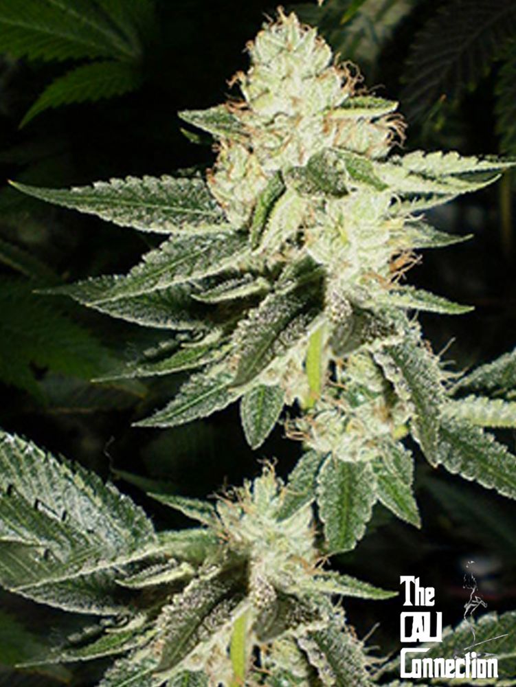 The Cali Connection Louis XIII OG (Louis XIII to Tahoe Kush S1 RVSD Male) 6 Feminized Seeds - Image 2