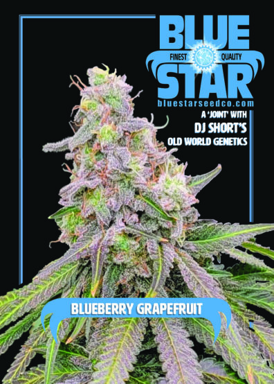 Blueberry Grapefruit F1 (Sweet Pink Grapefruit x 1998 F4 Blueberry S1) 4 Feminized Seeds