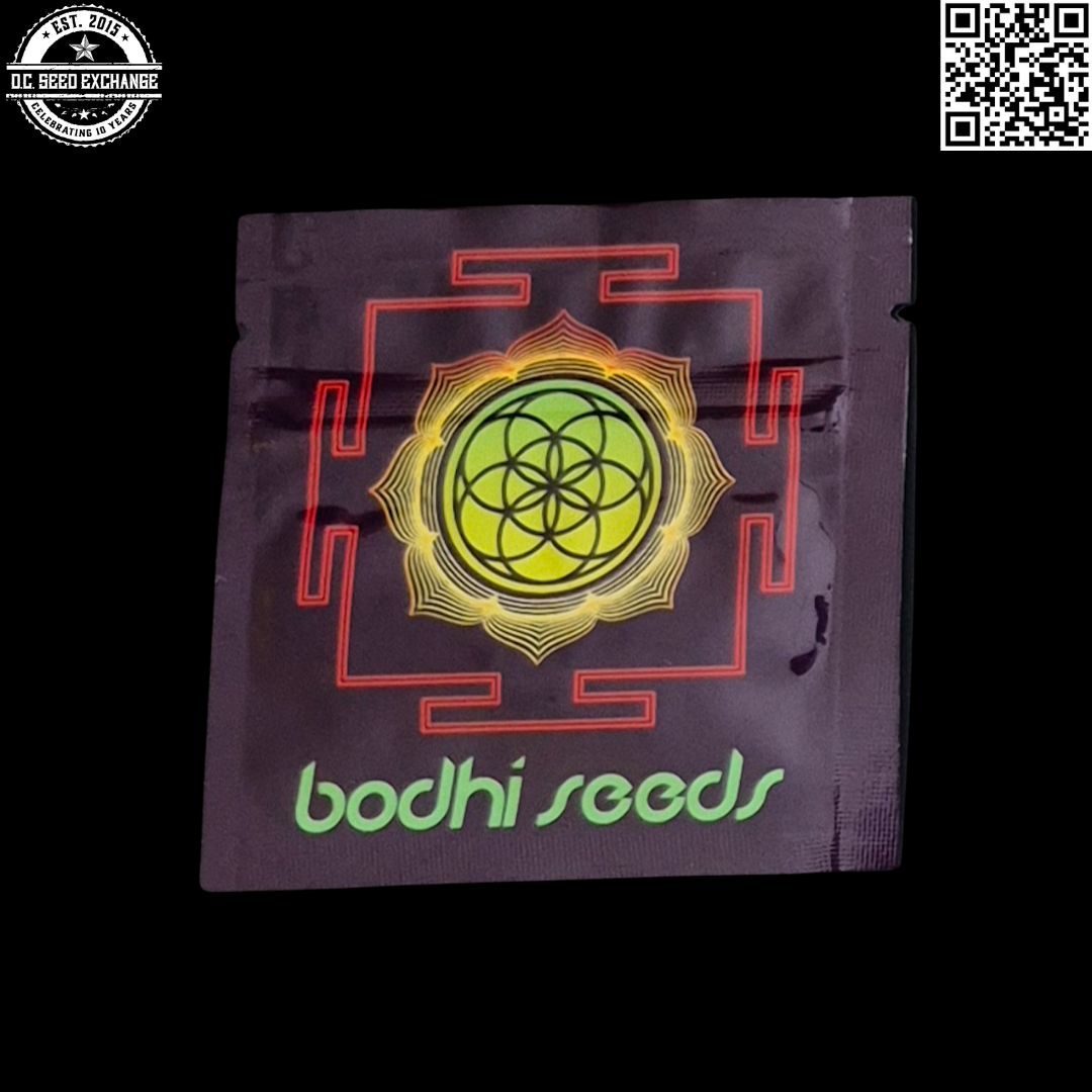 Bodhi Seeds Dragonade Back IG