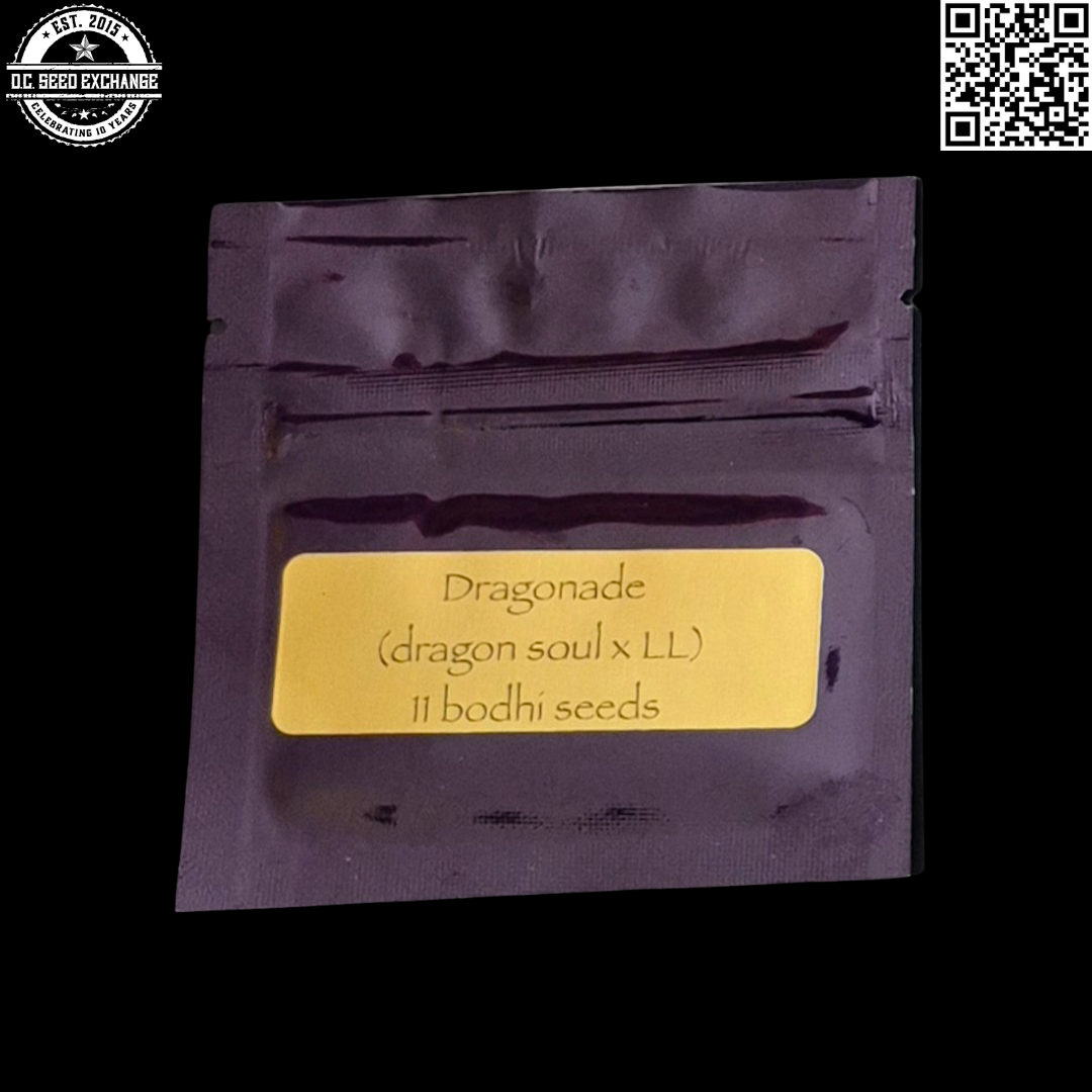 Bodhi Seeds Dragonade Front IG