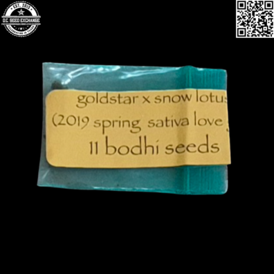 Bodhi Seeds Gold Star x Snow Lotus Front IG