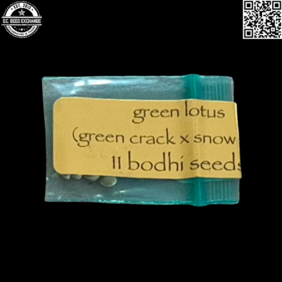 Bodhi Seeds Green Lotus F1 (Green Crack x Snow Lotus) 11 Regular Seeds