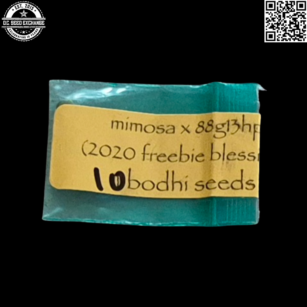 Bodhi Seeds Mimosa x 88g13hp Front IG