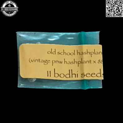 Bodhi Seeds Old School Hashplant Front IG