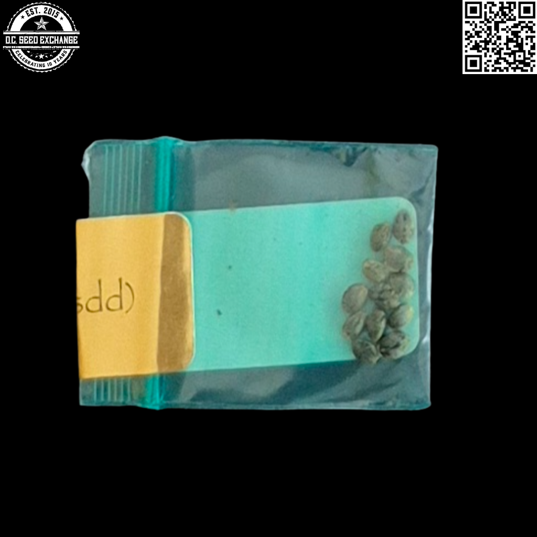 Bodhi Seeds Silver Sunshine Back IG