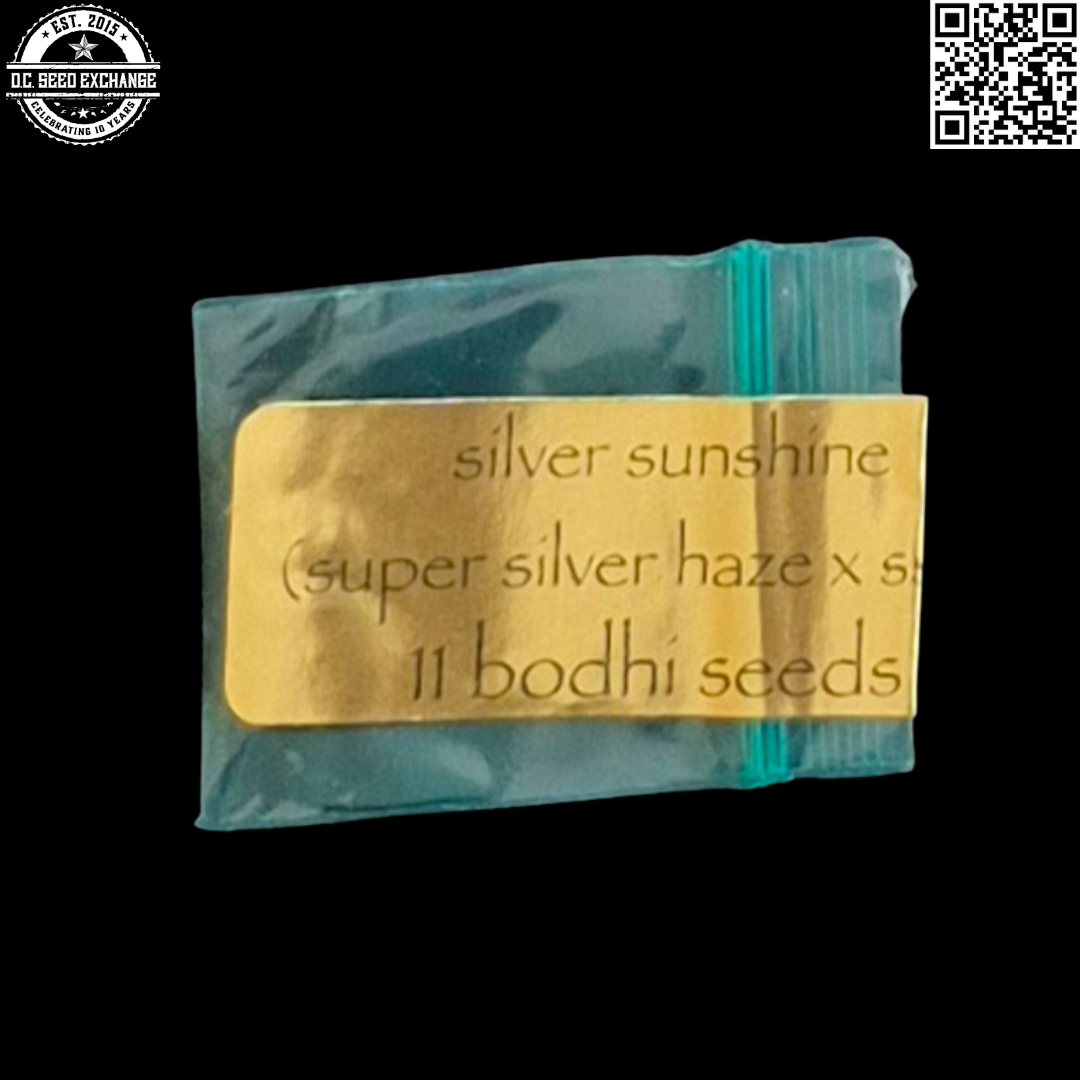 Bodhi Seeds Silver Sunshine (Super Silver Haze x Sunshine Daydream) 11 Regular Seeds