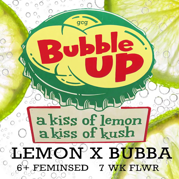 Bubble Up (The Lemon x Pre-98 Bubba Kush) 6 Feminized Seeds