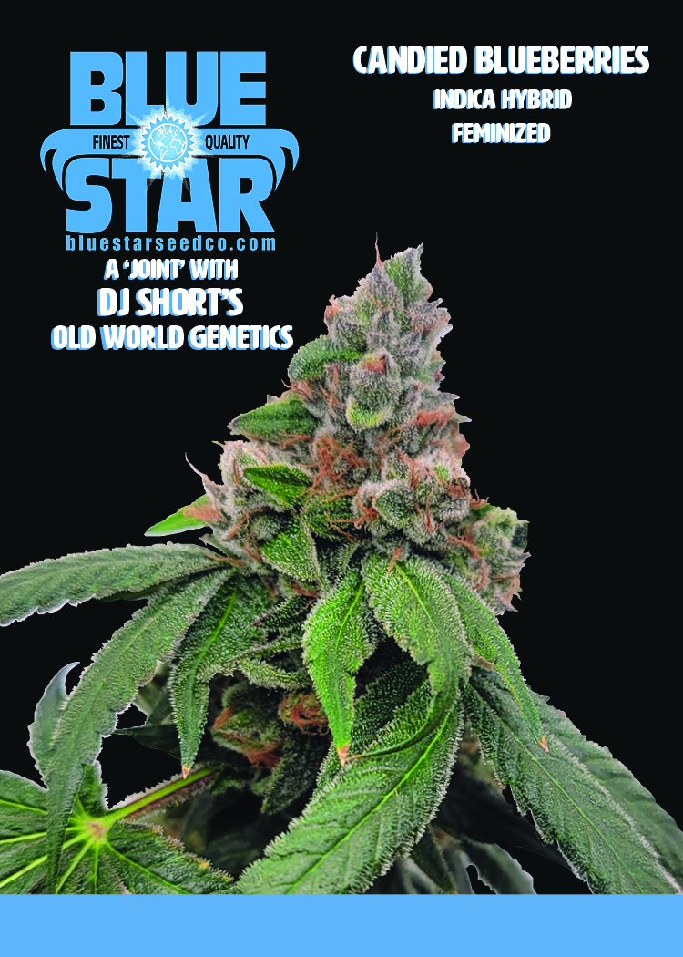 Candied Blueberries F1 (Zkittlez x 1998 F4 Blueberry S1) 4 Feminized Seeds - Image 8