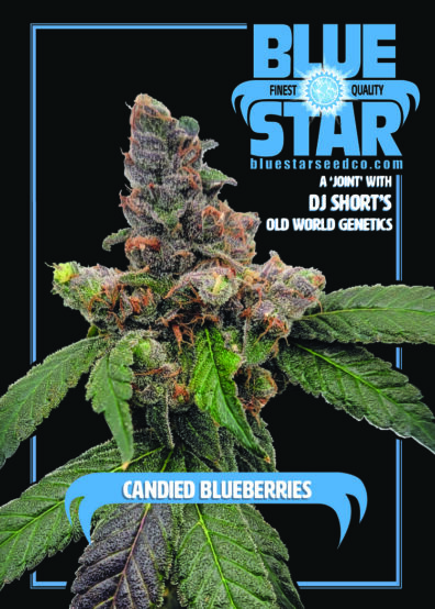 Candied Blueberries F1 (Zkittlez x 1998 F4 Blueberry S1) 4 Feminized Seeds