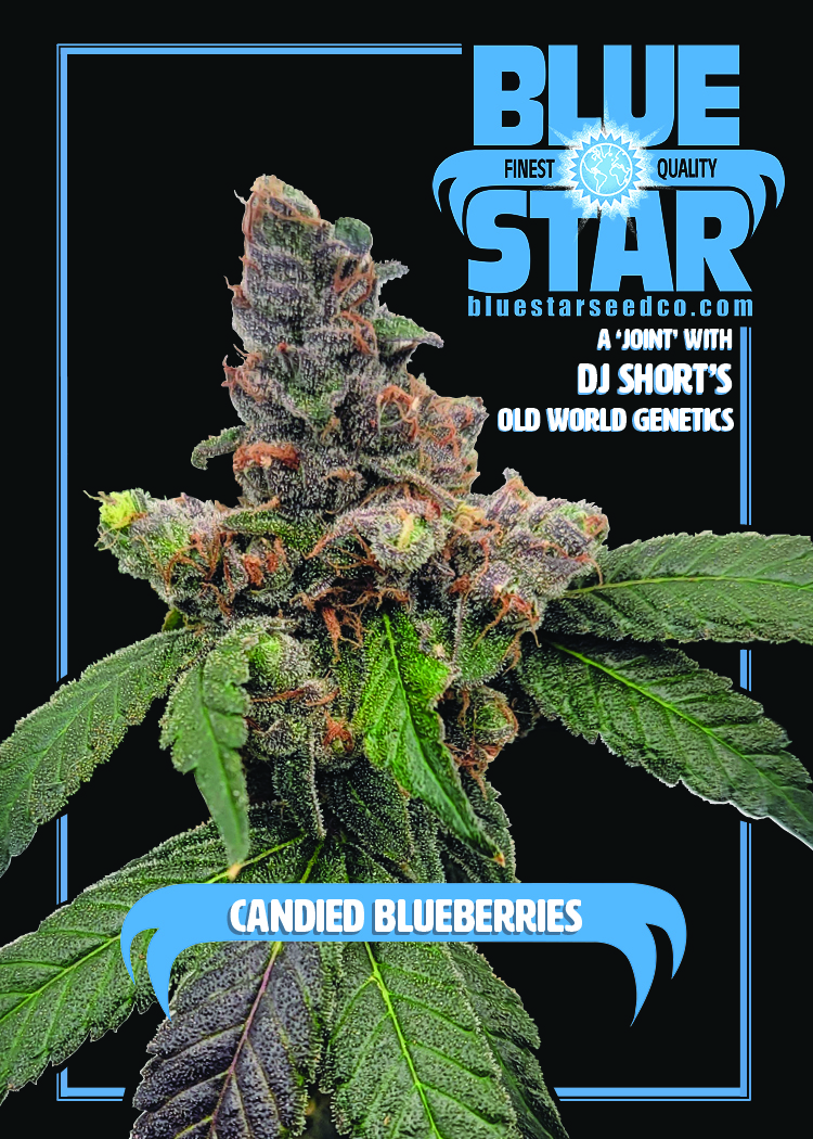 Candied Blueberries F1 (Zkittlez x 1998 F4 Blueberry S1) 4 Feminized Seeds