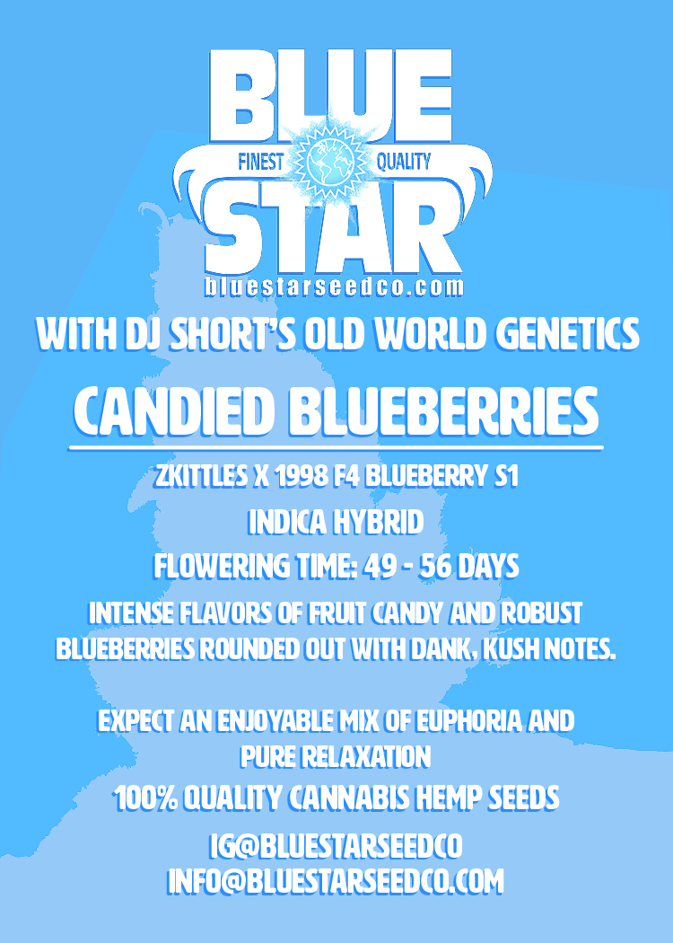 Candied Blueberries F1 (Zkittlez x 1998 F4 Blueberry S1) 4 Feminized Seeds - Image 7