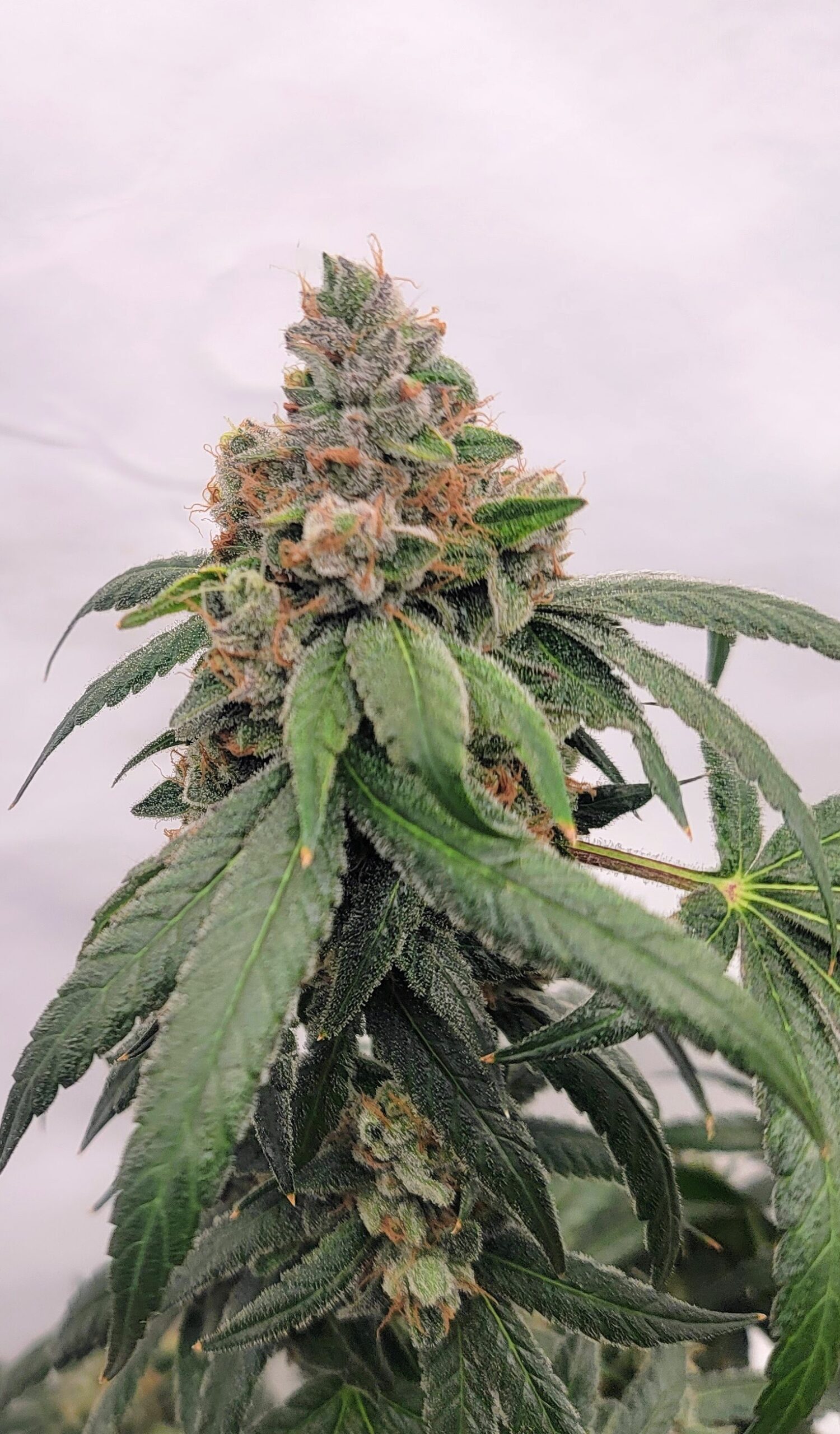 Candied Blueberries F1 (Zkittlez x 1998 F4 Blueberry S1) 4 Feminized Seeds - Image 2