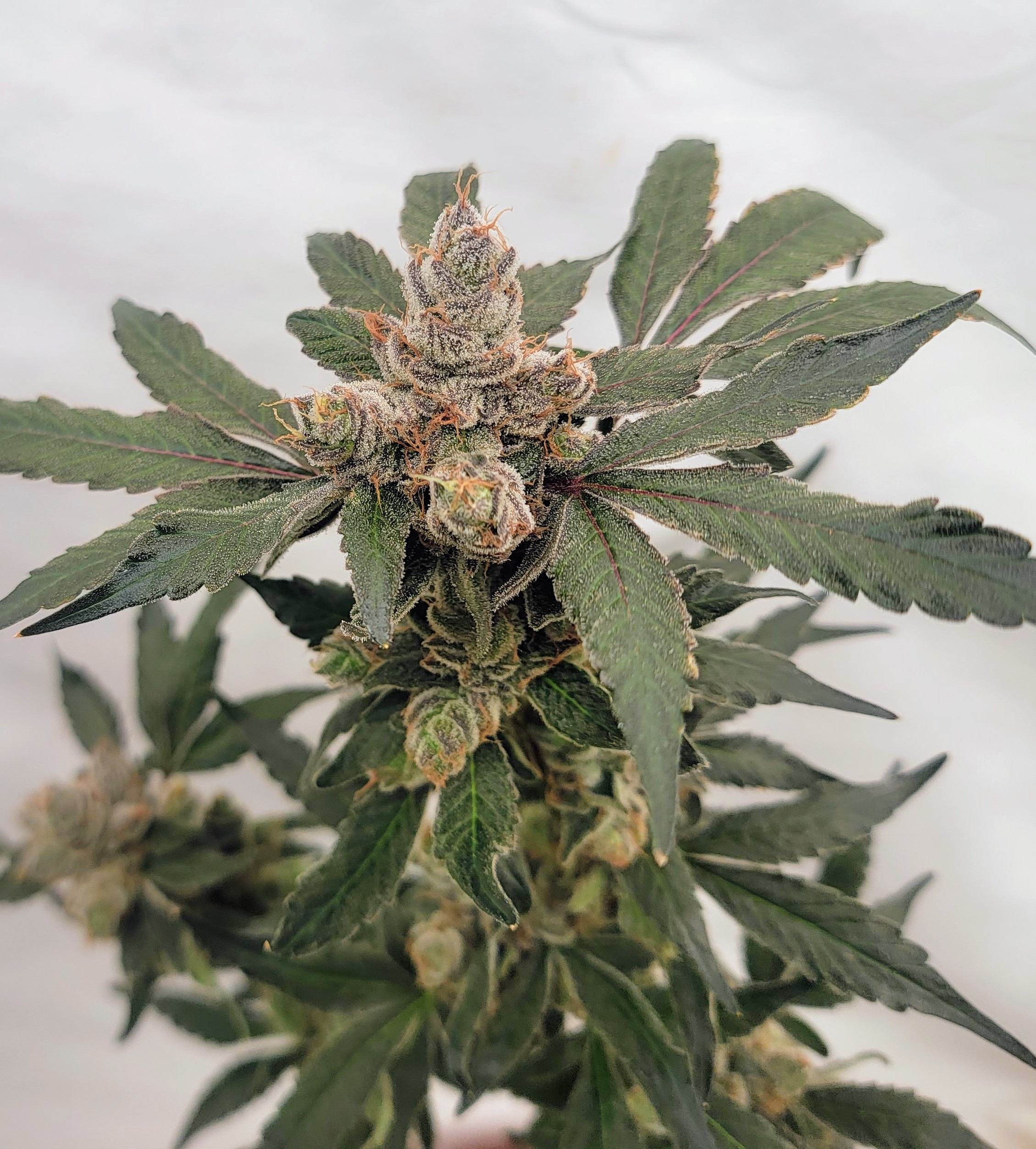 Candied Blueberries F1 (Zkittlez x 1998 F4 Blueberry S1) 4 Feminized Seeds - Image 4