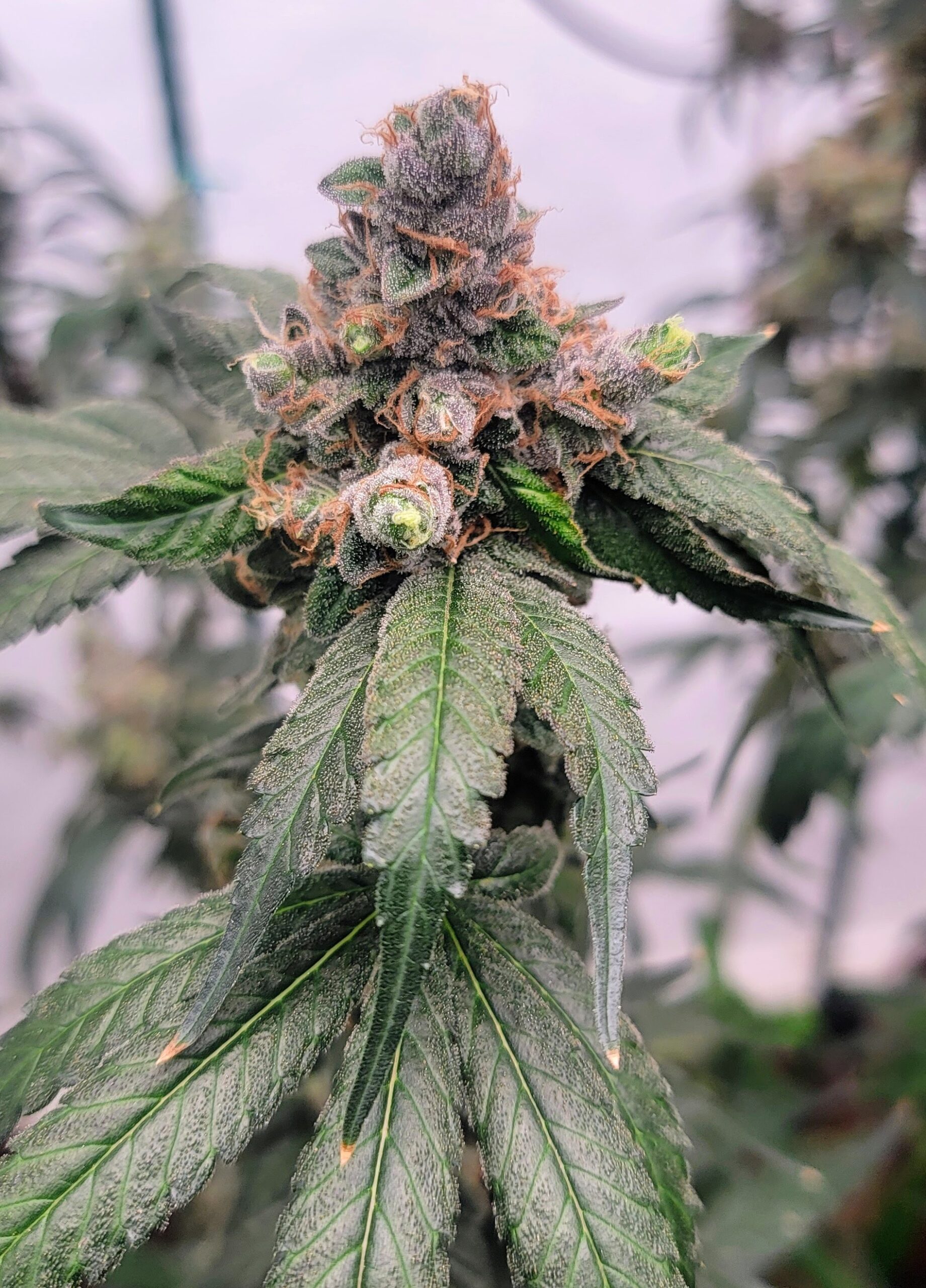 Candied Blueberries F1 (Zkittlez x 1998 F4 Blueberry S1) 4 Feminized Seeds - Image 5
