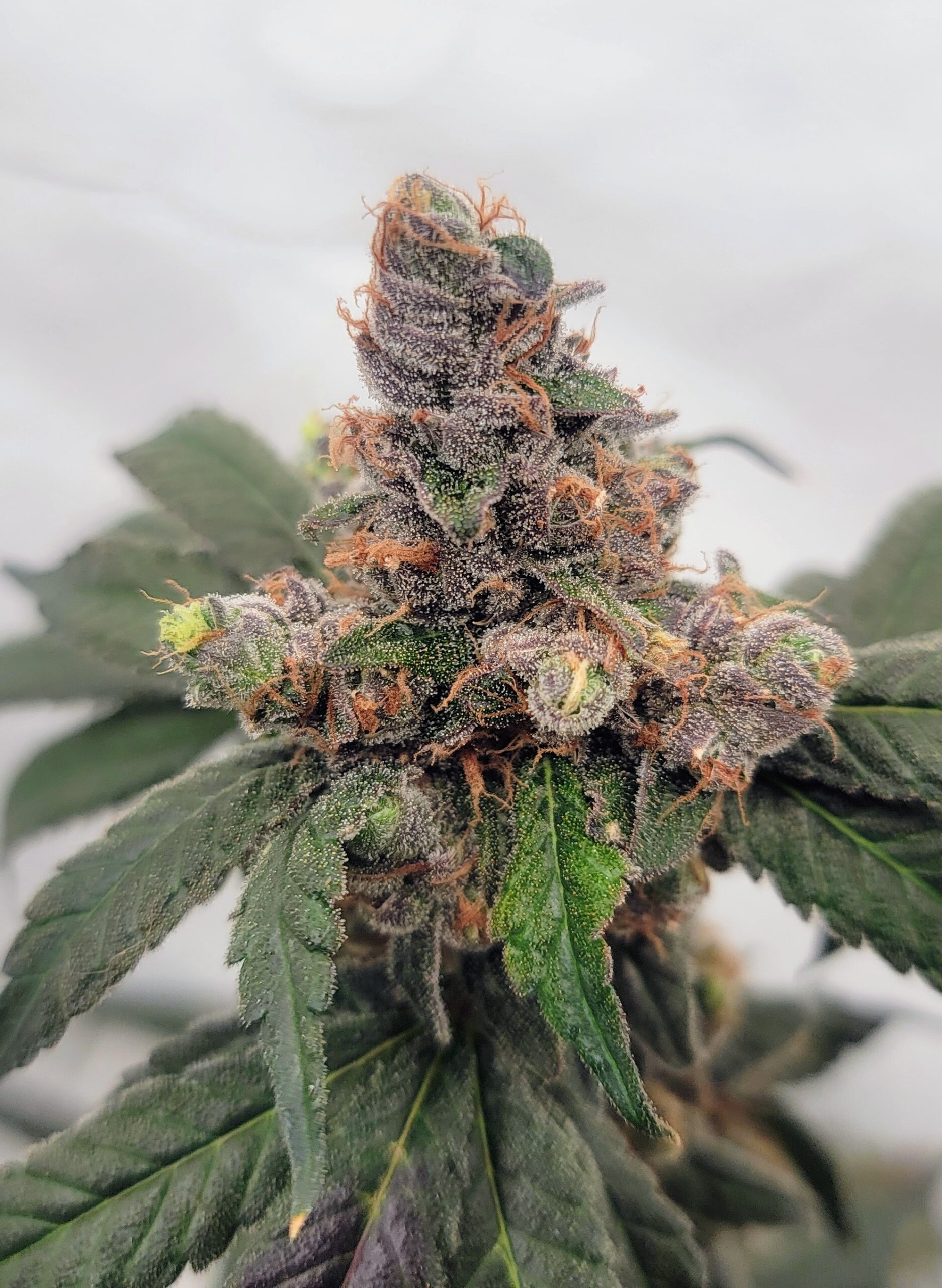 Candied Blueberries F1 (Zkittlez x 1998 F4 Blueberry S1) 4 Feminized Seeds - Image 6