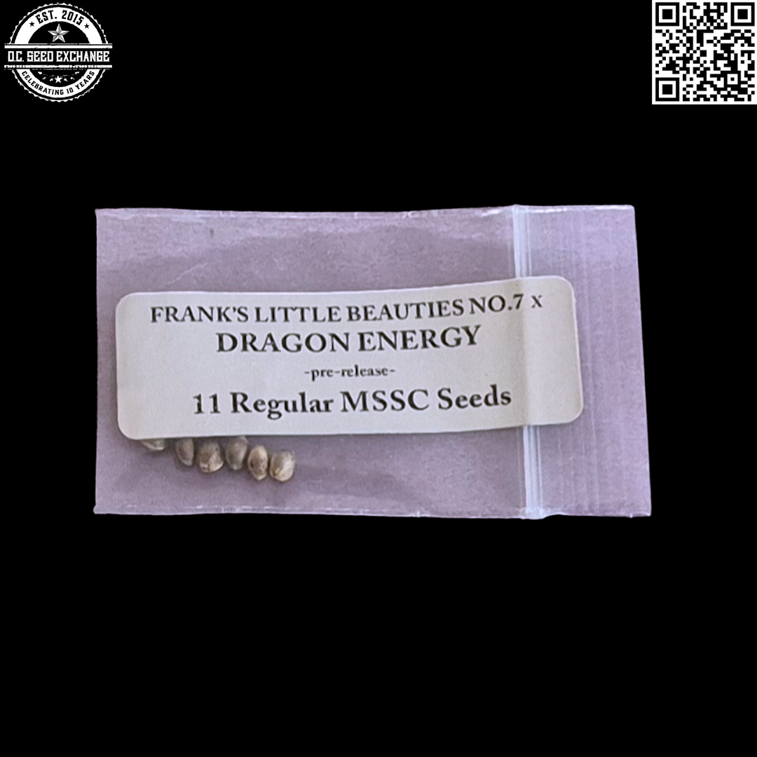 Doc-D Magic Spirit Seed Co Frank's Little Beauties No.7 x Dragon Energy 11 Regular Seeds