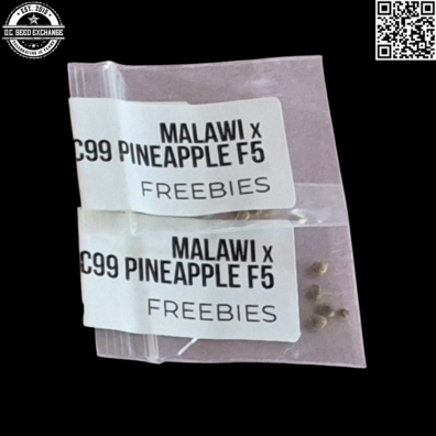 Greenwork Collective Malawi x C99 Pineapple F5 10 Regular Seeds