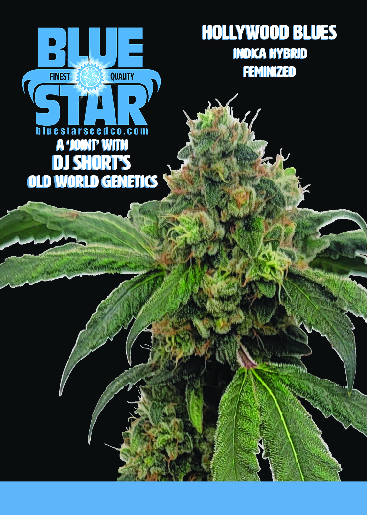 Hollywood Blues F1 (Hollywood Pure Kush x 1998 F4 Blueberry S1) 4 Feminized Seeds - Image 8