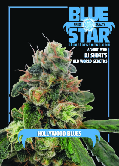 Hollywood Blues F1 (Hollywood Pure Kush x 1998 F4 Blueberry S1) 4 Feminized Seeds