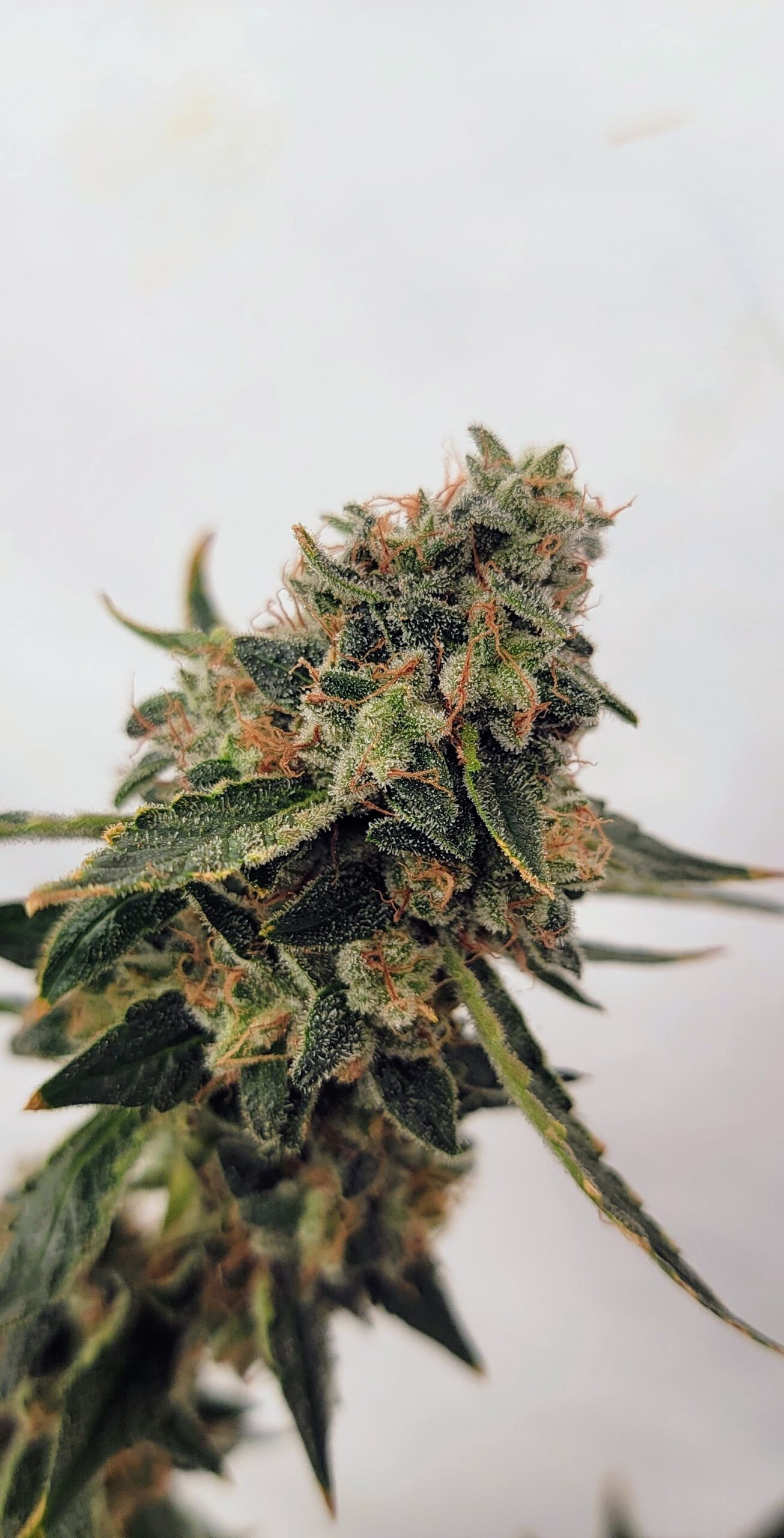 Hollywood Blues F1 (Hollywood Pure Kush x 1998 F4 Blueberry S1) 4 Feminized Seeds - Image 5