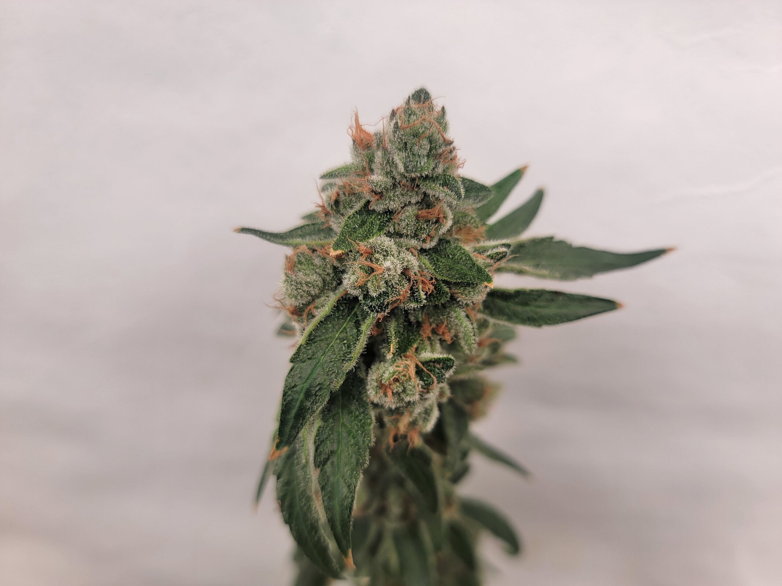 Hollywood Blues F1 (Hollywood Pure Kush x 1998 F4 Blueberry S1) 4 Feminized Seeds - Image 4