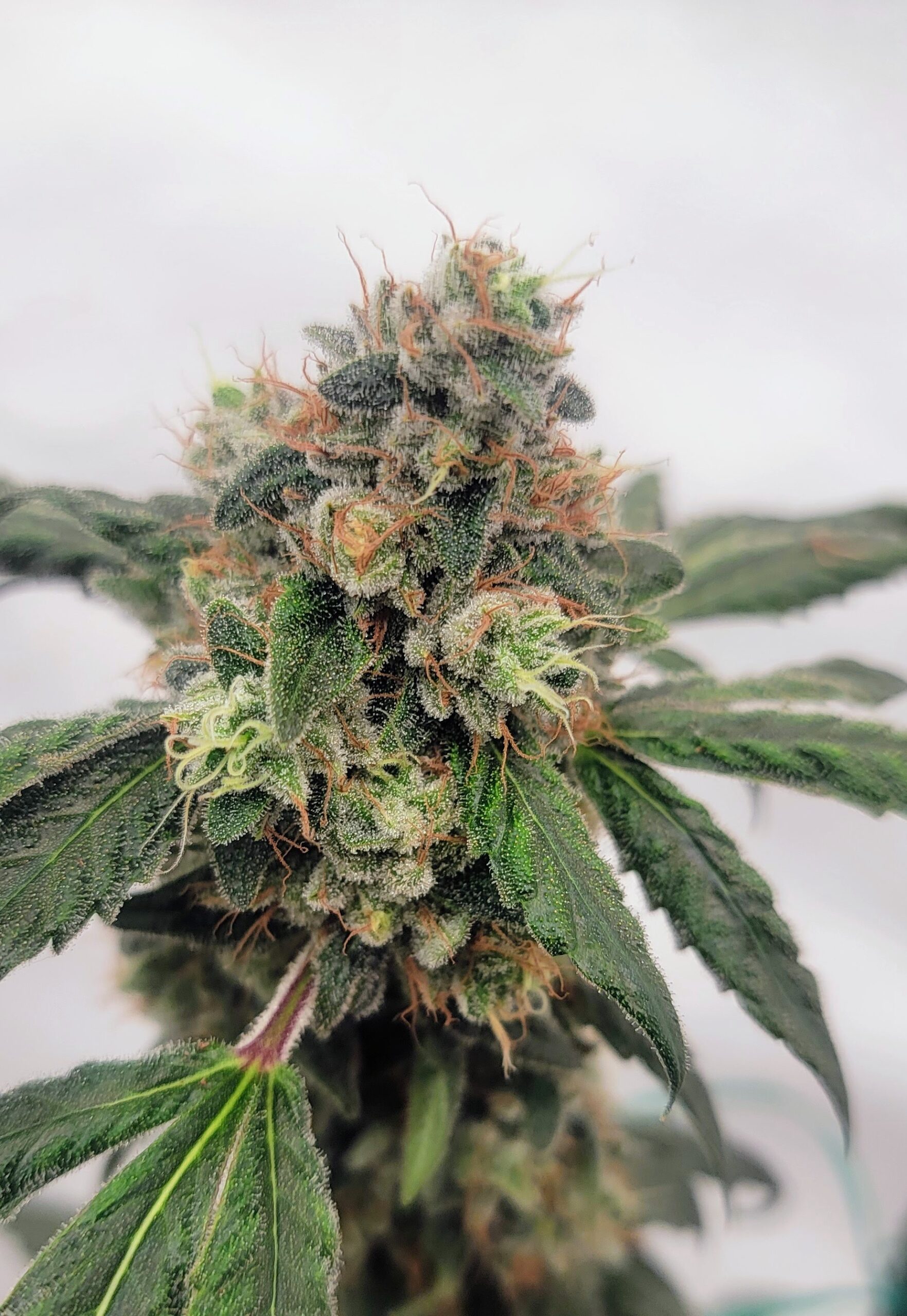 Hollywood Blues F1 (Hollywood Pure Kush x 1998 F4 Blueberry S1) 4 Feminized Seeds - Image 6