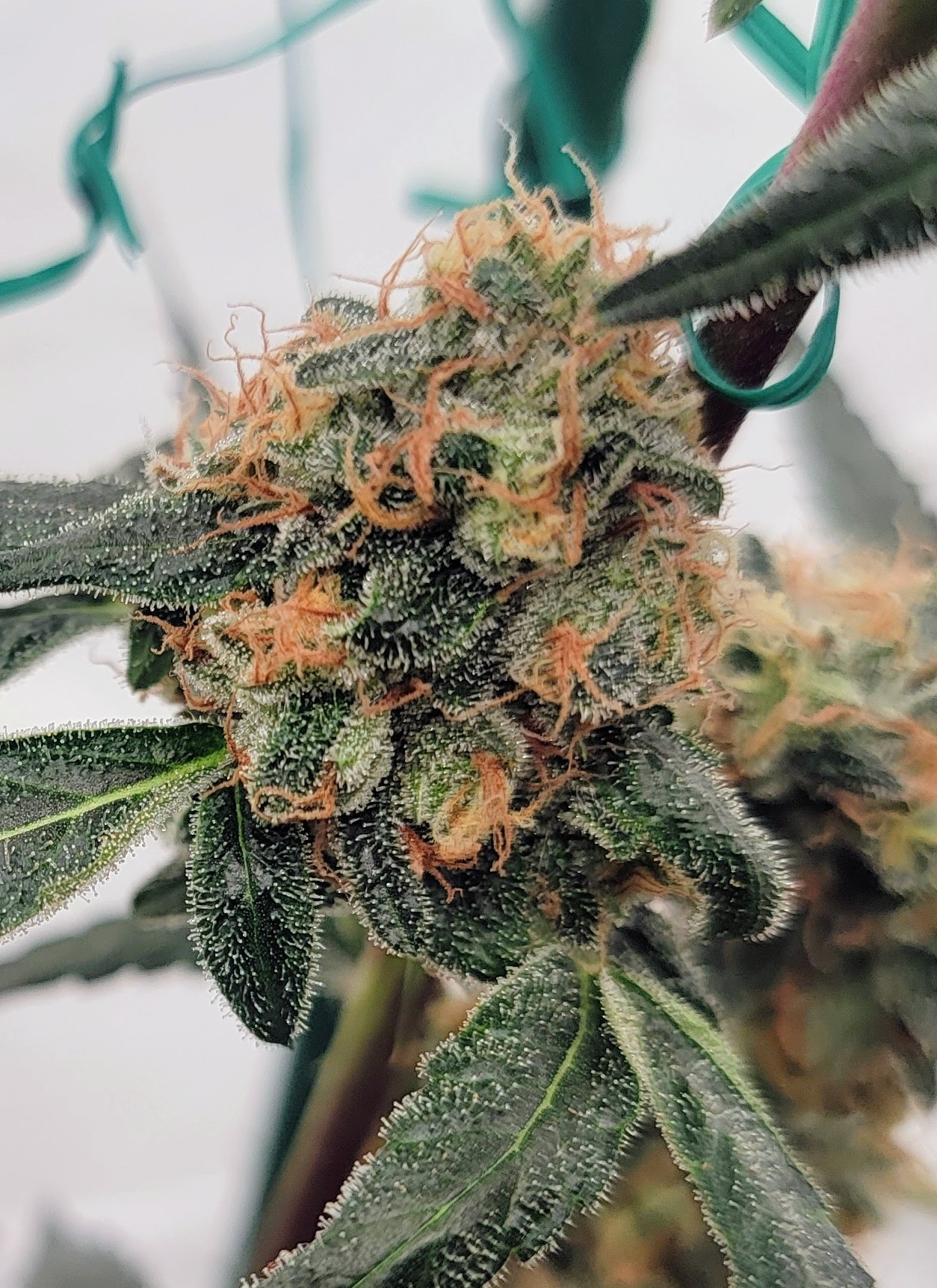 Hollywood Blues F1 (Hollywood Pure Kush x 1998 F4 Blueberry S1) 4 Feminized Seeds - Image 3