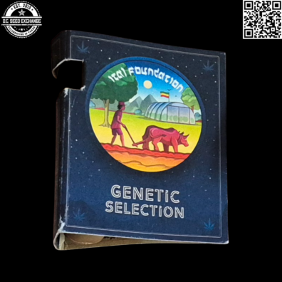 Ital Foundation Creme Brulee x Jamaican Ice Headband 25 Regular Seeds