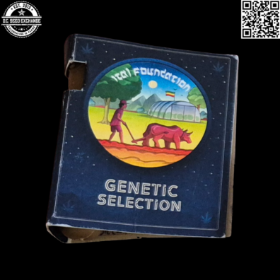 Ital Foundation Genetic Selection Durban Poison IBL x Jamaican Dream 10 Regular Seeds