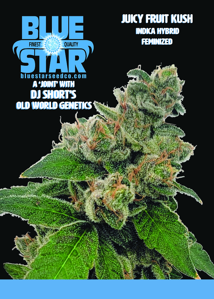 Juicy Fruit Kush F1 (OG Kush x 1998 F4 Blueberry S1) 4 Feminized Seeds - Image 9
