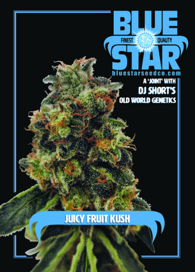 Juicy Fruit Kush F1 (OG Kush x 1998 F4 Blueberry S1) 4 Feminized Seeds