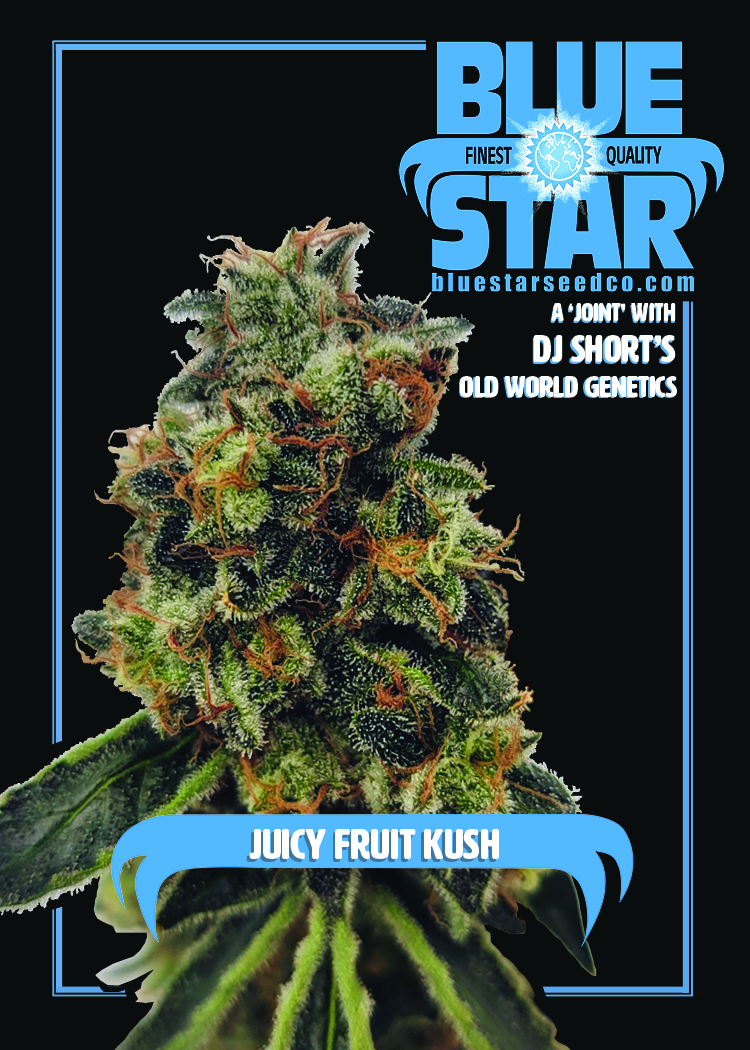 Juicy Fruit Kush F1 (OG Kush x 1998 F4 Blueberry S1) 4 Feminized Seeds