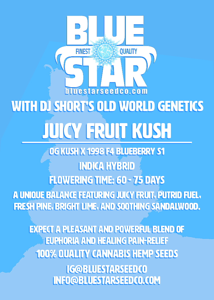 Juicy Fruit Kush F1 (OG Kush x 1998 F4 Blueberry S1) 4 Feminized Seeds - Image 8
