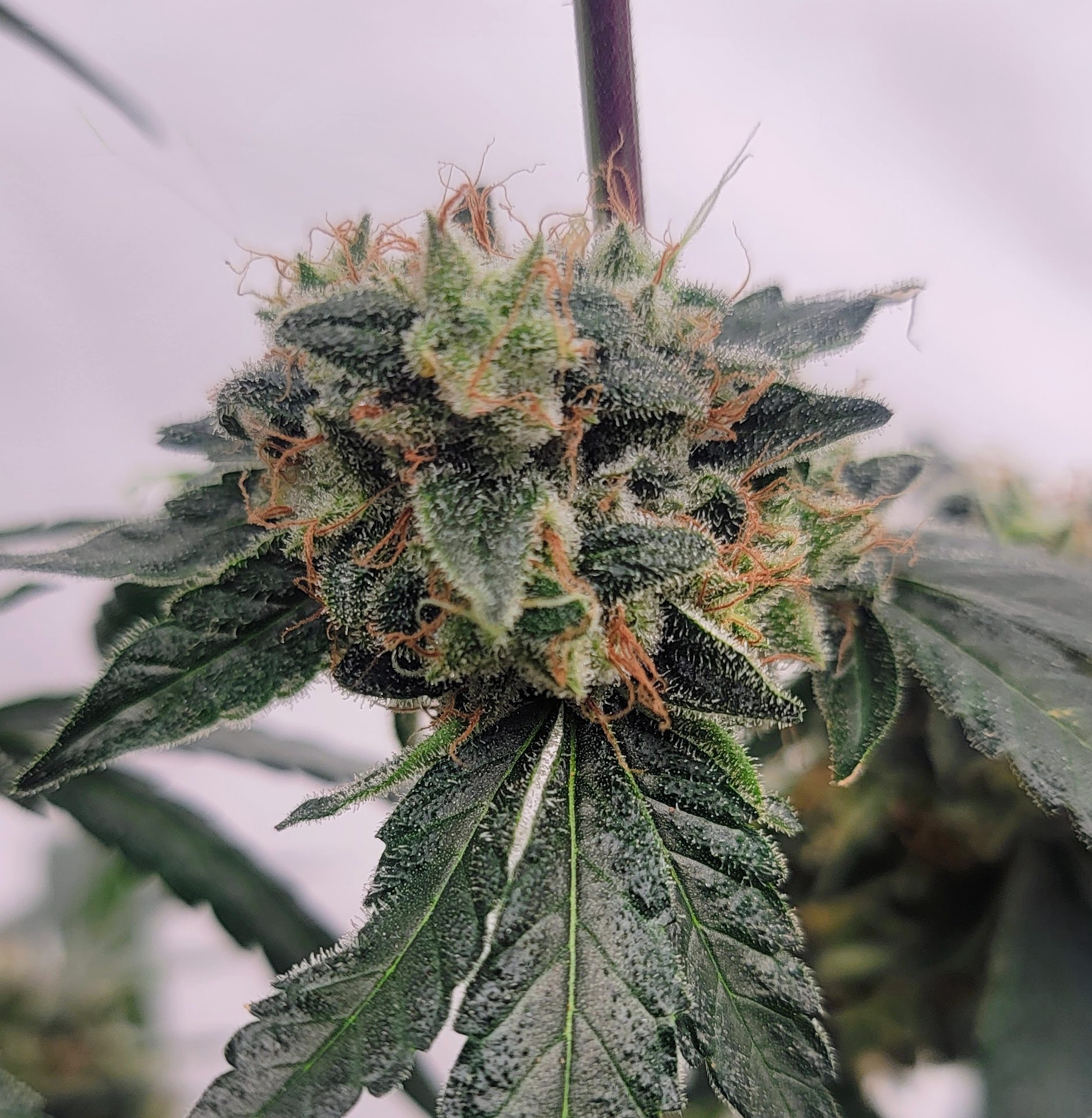 Juicy Fruit Kush F1 (OG Kush x 1998 F4 Blueberry S1) 4 Feminized Seeds - Image 2