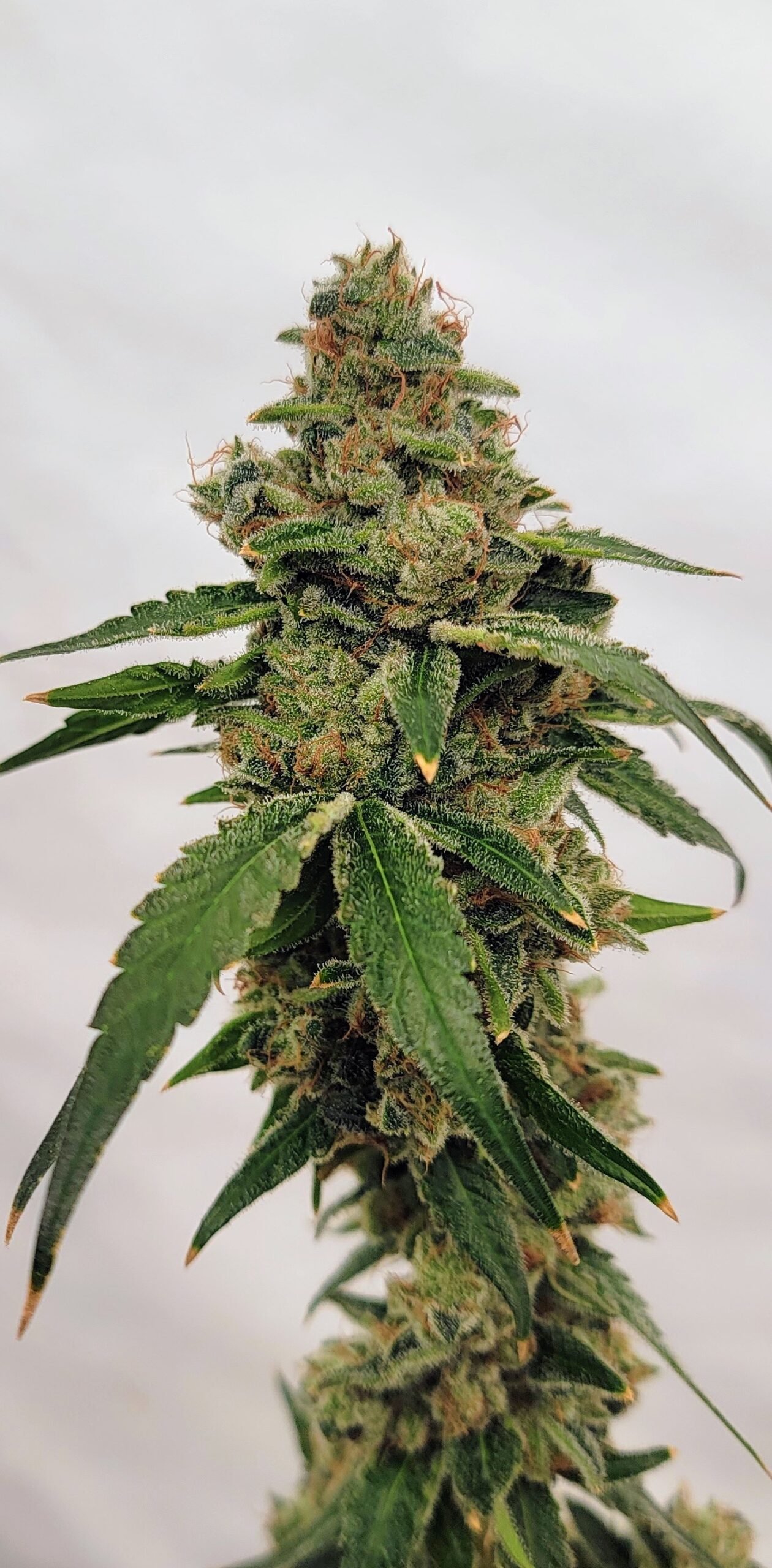 Juicy Fruit Kush Nug2 scaled