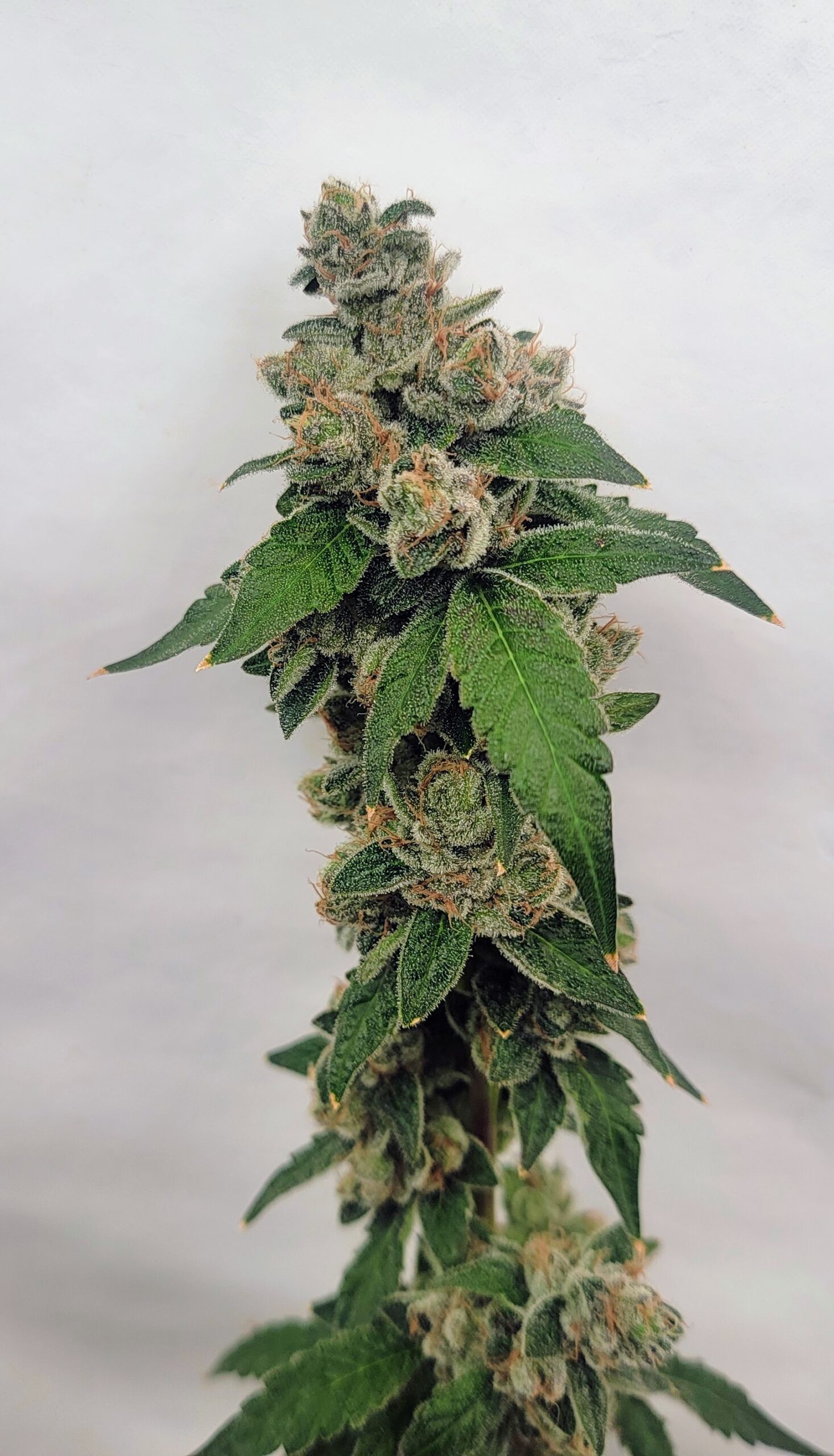 Juicy Fruit Kush F1 (OG Kush x 1998 F4 Blueberry S1) 4 Feminized Seeds - Image 4