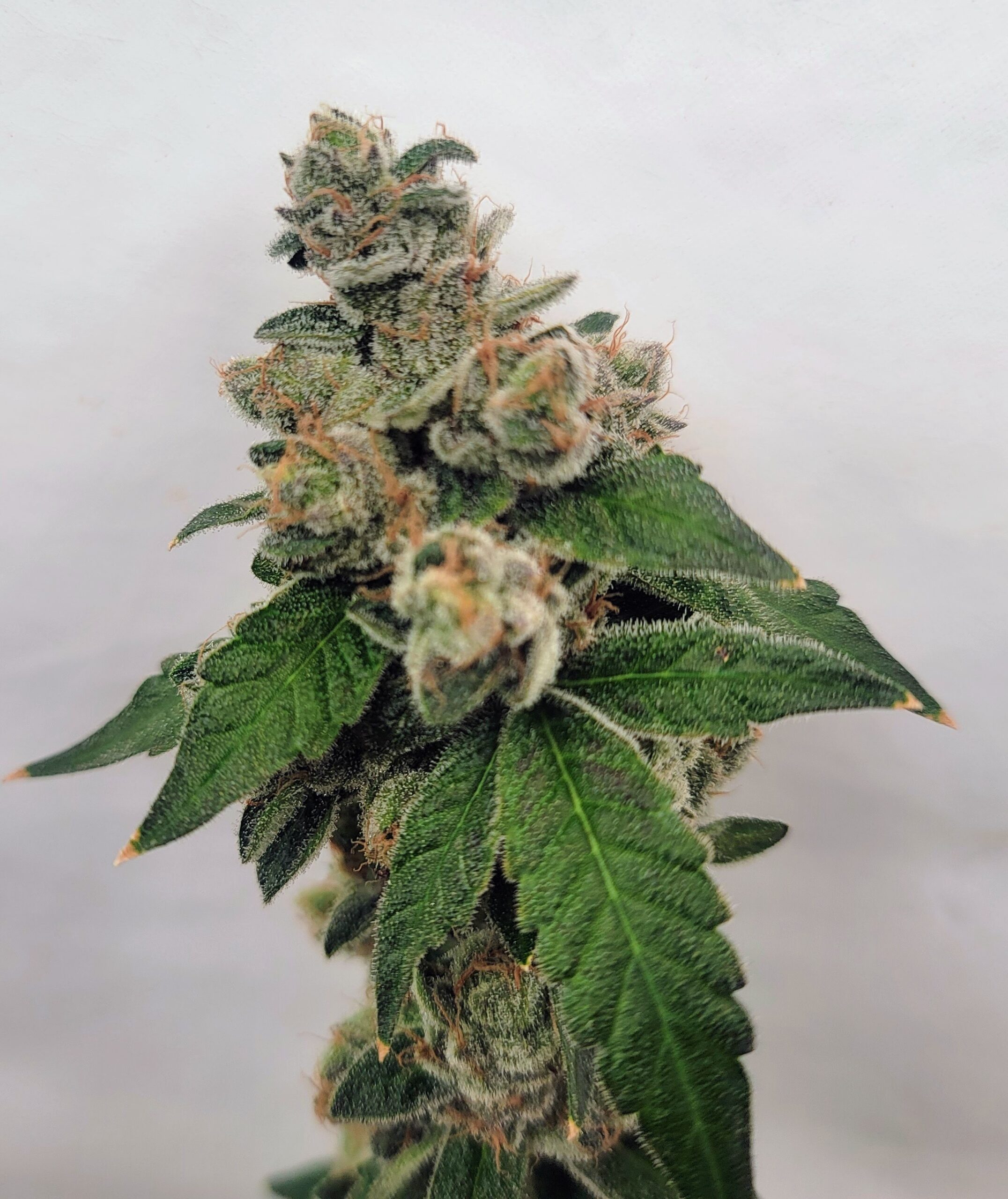 Juicy Fruit Kush F1 (OG Kush x 1998 F4 Blueberry S1) 4 Feminized Seeds - Image 5