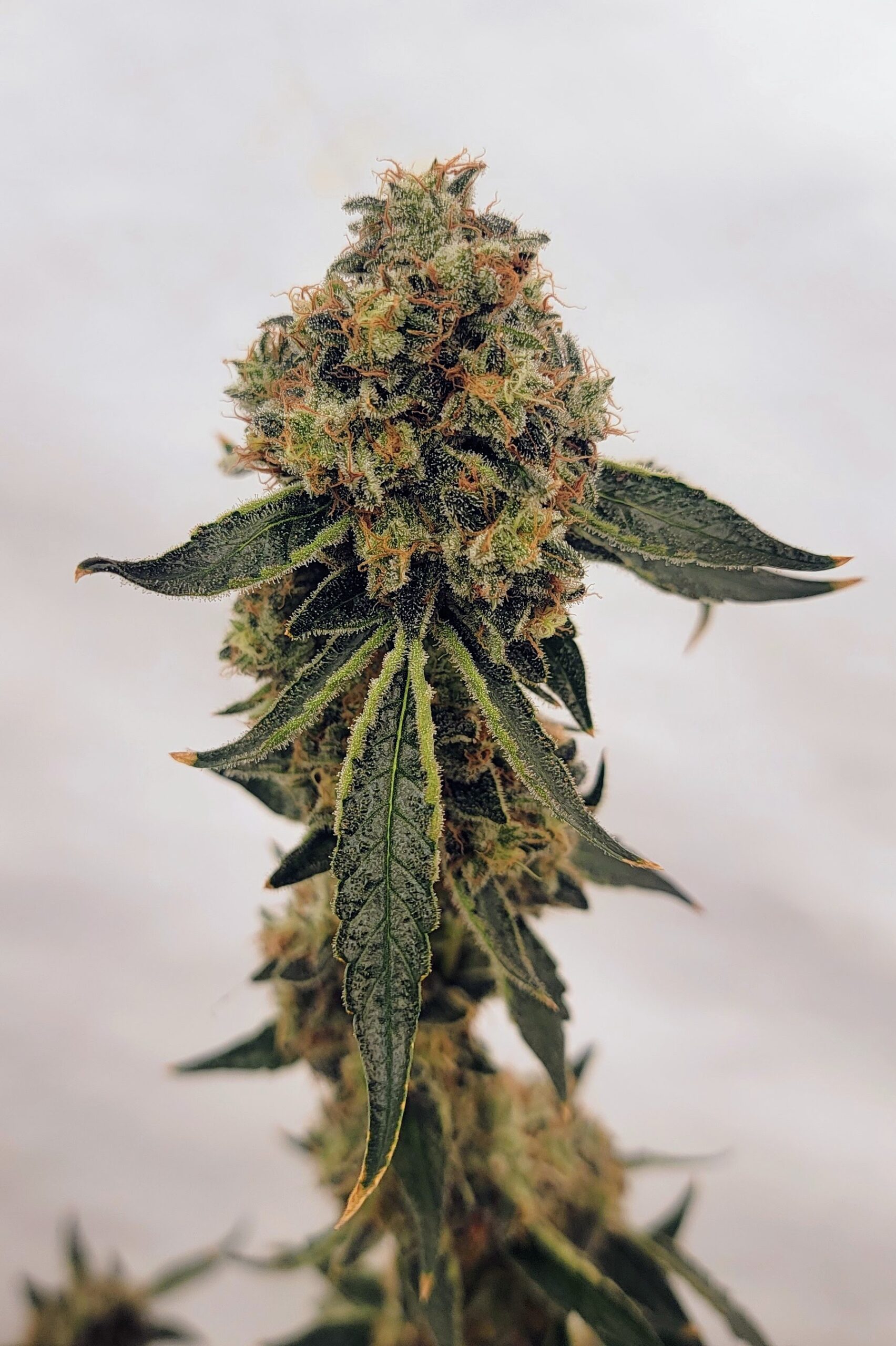 Juicy Fruit Kush F1 (OG Kush x 1998 F4 Blueberry S1) 4 Feminized Seeds - Image 6
