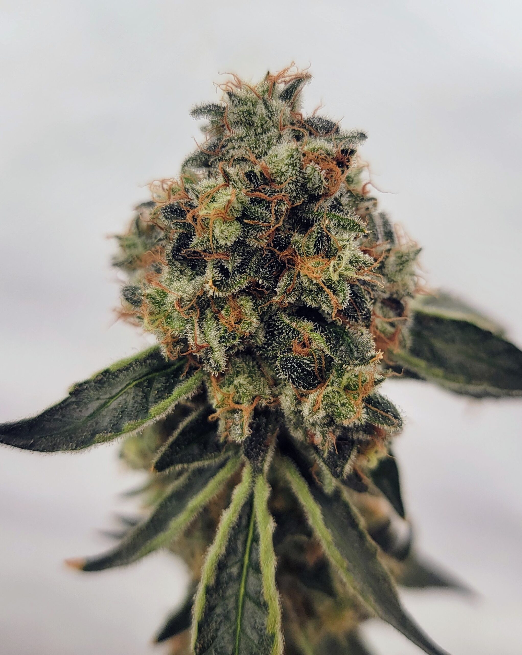 Juicy Fruit Kush F1 (OG Kush x 1998 F4 Blueberry S1) 4 Feminized Seeds - Image 7