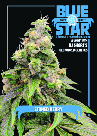 Stoned Berry F1 (Chem D x 1998 F4 Blueberry S1) 4 Feminized Seeds