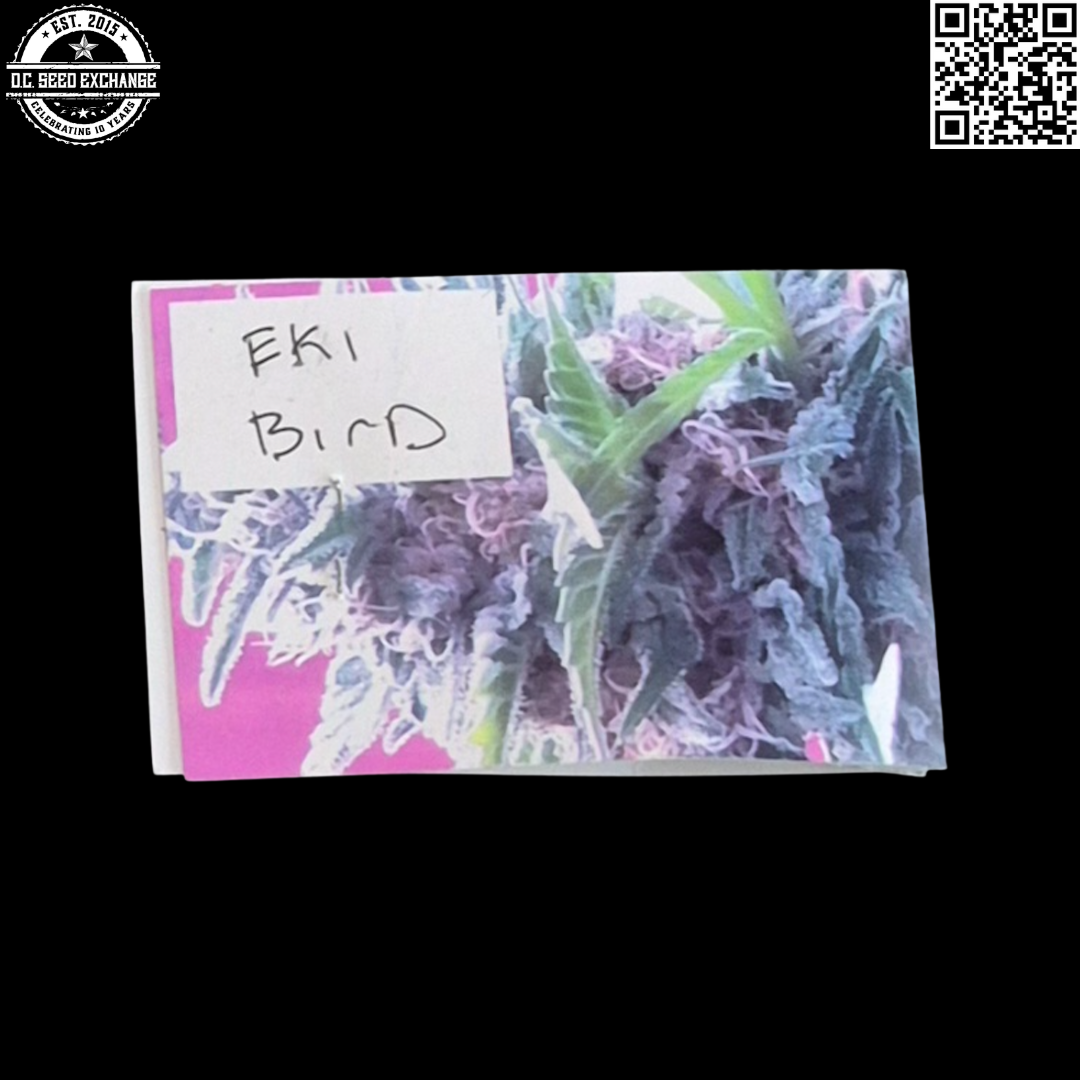 Vashon Seeds Eki Bird (Highland Afghanistan x Vashon Kush) 10 Regular Seeds