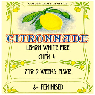 Citronaide (Lemon White Fire x Chem 4) 6 Feminized Seeds