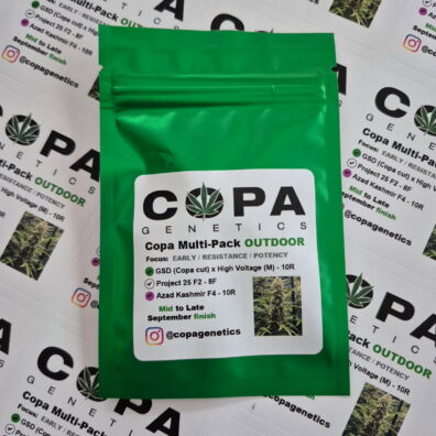 Copa September OUTDOOR Multi-Pack (GSD x High Voltage, Project 25 F2, and Azad Kashmir F4) 28 Photoperiod Seeds