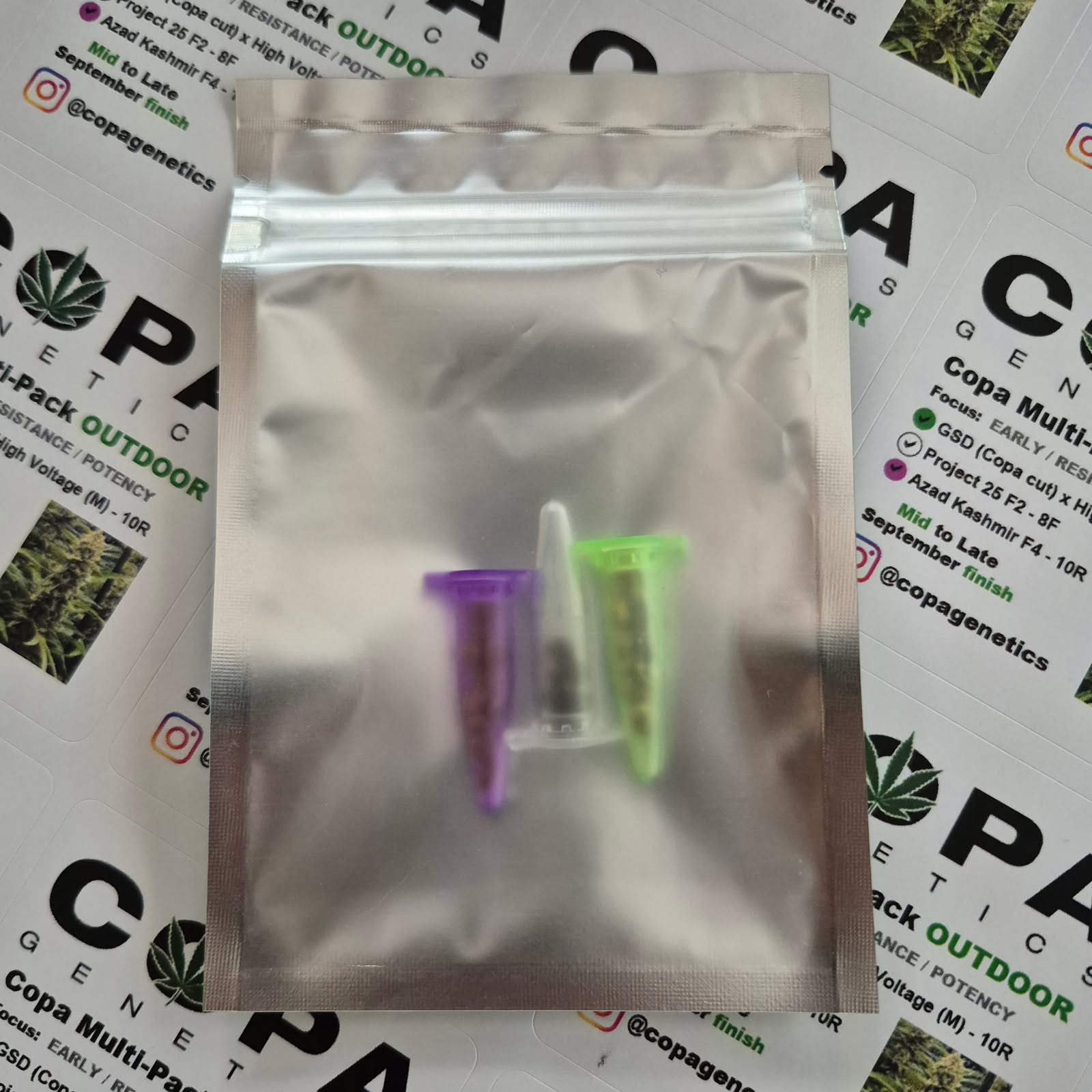 Copa September OUTDOOR Multi-Pack (GSD x High Voltage, Project 25 F2, and Azad Kashmir F4) 28 Photoperiod Seeds - Image 2