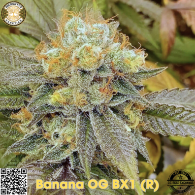 Banana OG BX1 IG